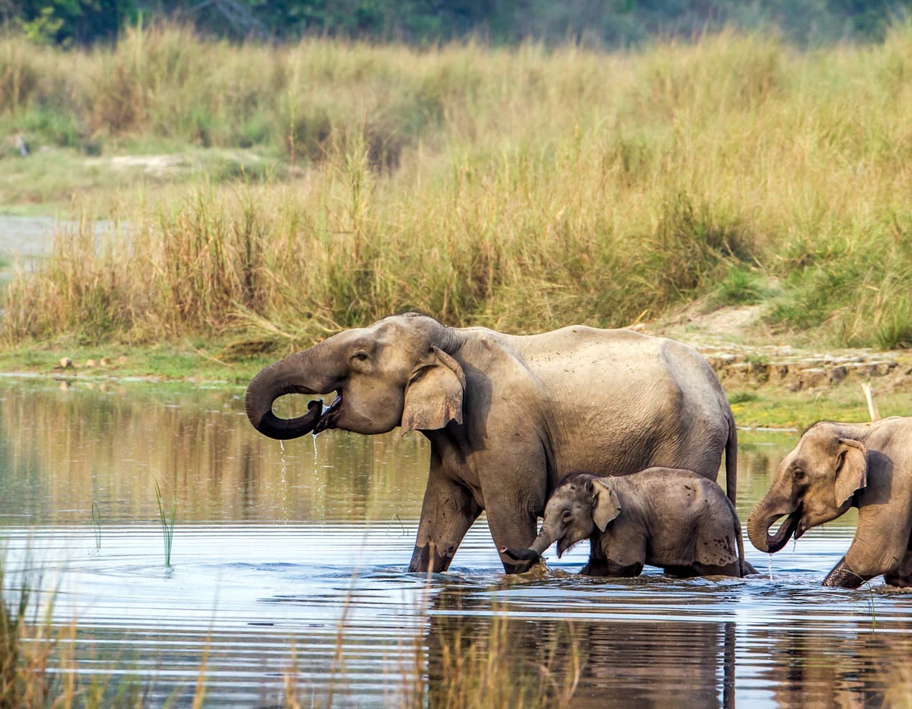 Chitawan National Park Tour